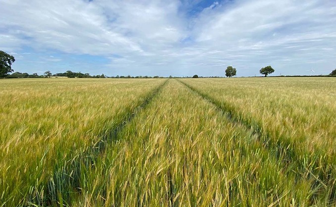 Overall, GB winter barley is in relatively good condition