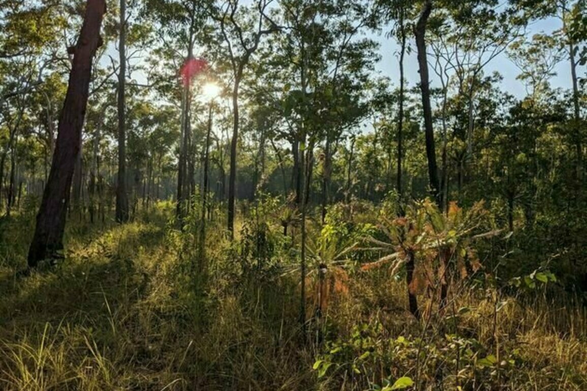 Control fire and ferals in Australia's tropical savannas to bring the small mammals back