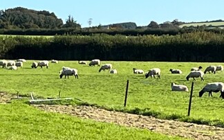 Football match called off after 200 sheep invade the pitch