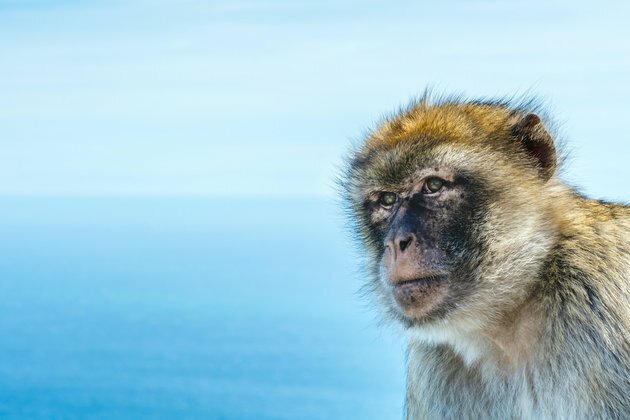 Monkey teeth fossils hint several extinct species crossed the Atlantic