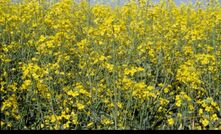  Canola growers are being urged to closely follow label instructions for herbicides containing haloxyfop.