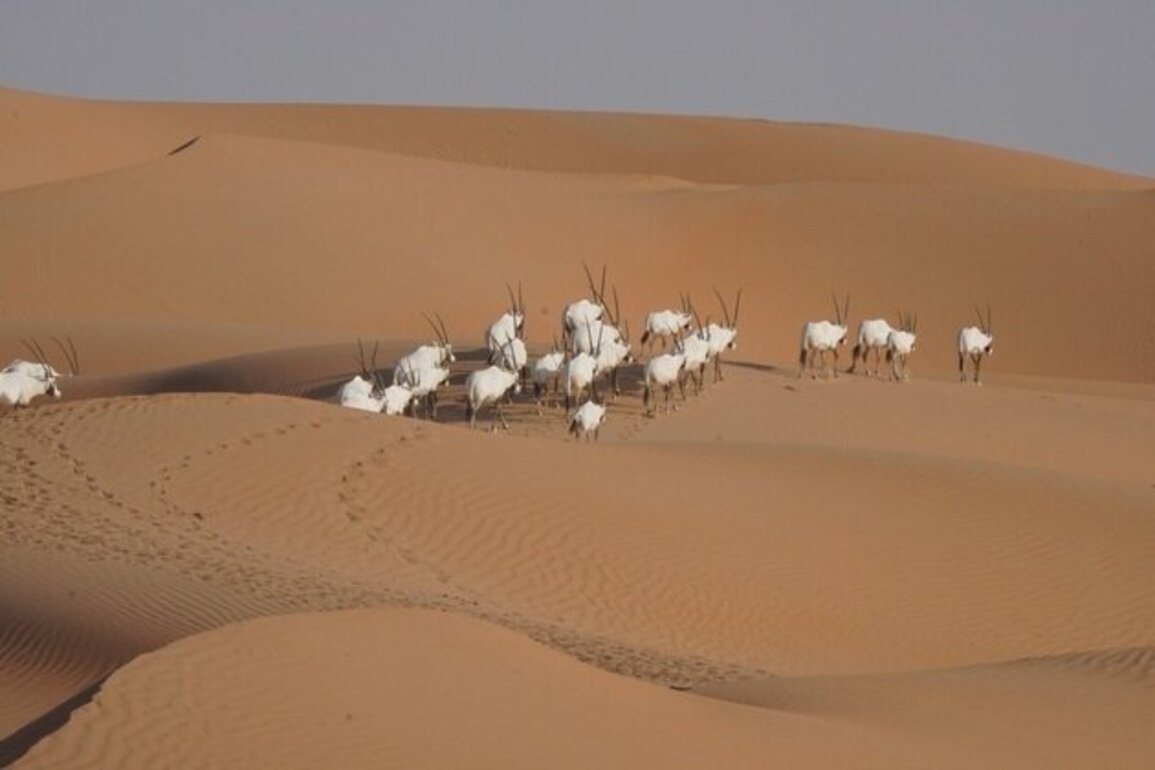 EAD organises regional workshop on conservation translocation, reintroduction of Arabian Oryx