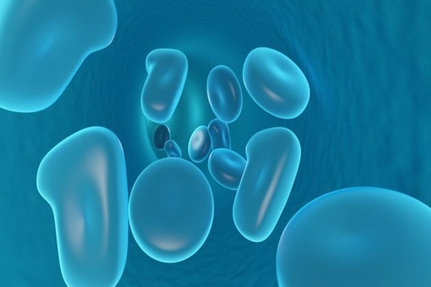 Newly-discovered process brings immune cells up to speed