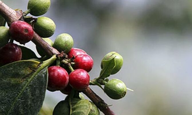 Agriculture products for branding Agriculture products for branding