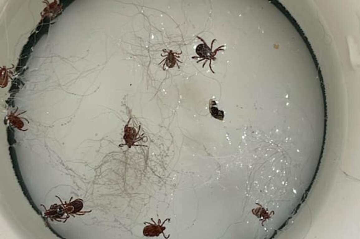 Skin crawling surprise- Alberta woman says camping trip was ruined by dozens of ticks