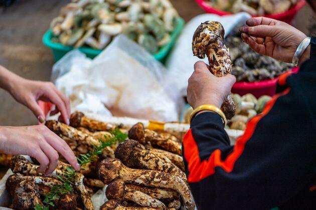 Tradition and tech deliver Shangri-La's fungus to global tables