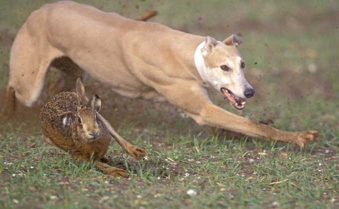 Hampshire Police said five men had been caught hare coursing in Hampshire back in January