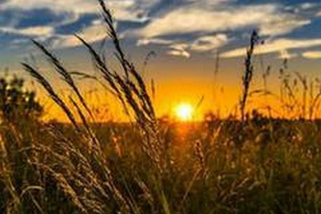 8.61 lakh MT of wheat procured in Punjab's Ludhiana