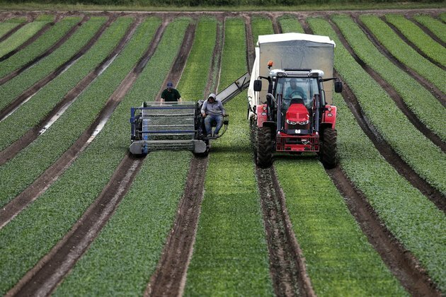 Labor shortages hit UK harvest