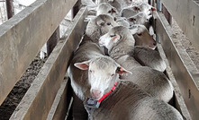 Tracking sheep provides nutrient insights