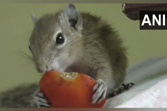 Squirrel as Pet: Tamil Nadu youngsters teach a lesson in compassion