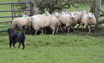 Livestock worrying is no laughing matter as 'irresponsible' video goes viral