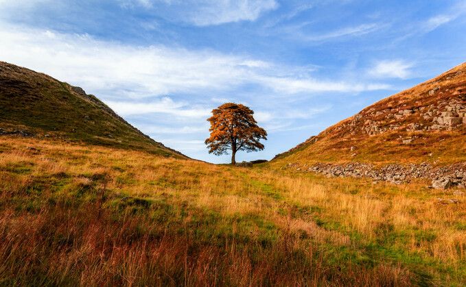 The National Trust has removed a sapling planted as a sign of hope after the Sycamore Gap tree felling