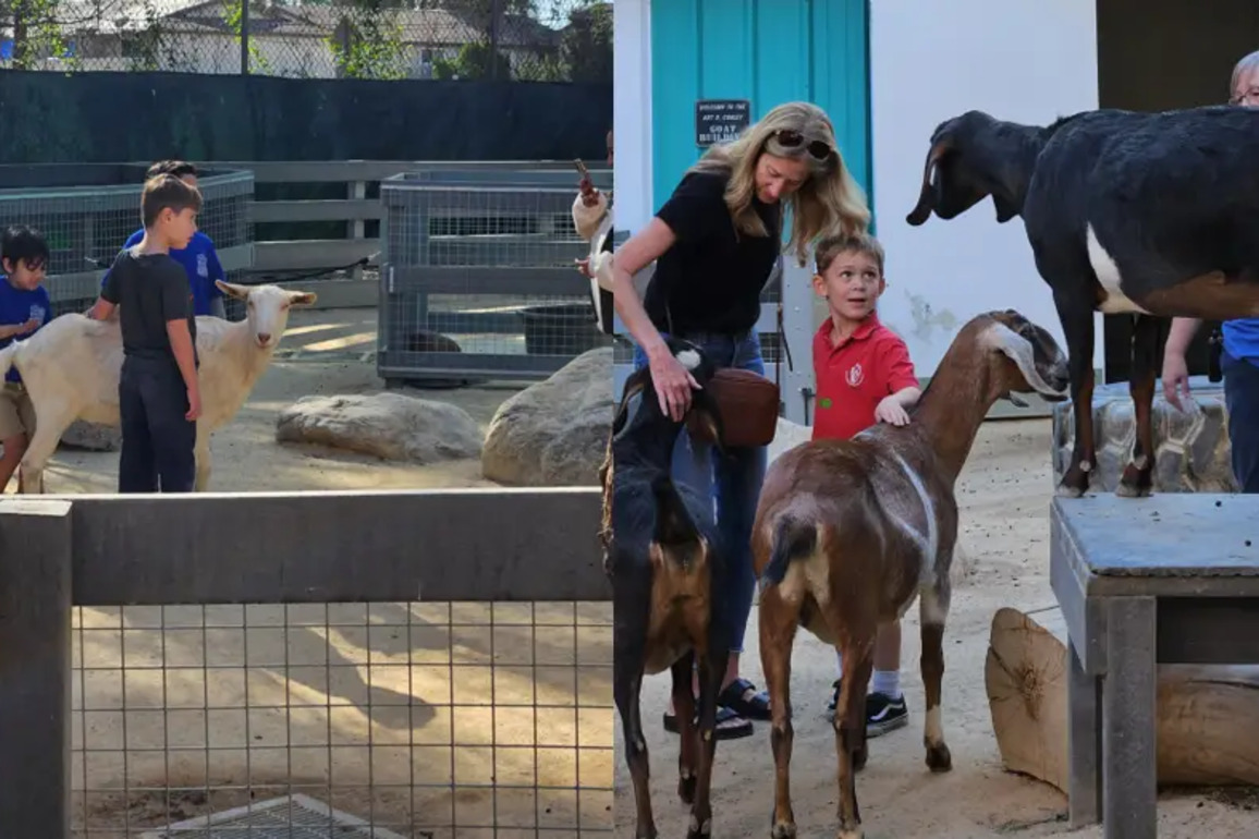 The Santa Ana Zoo unveils their new Goat Interaction Yard - New Santa Ana