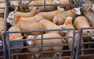 Sheep prices remain above 2023 levels