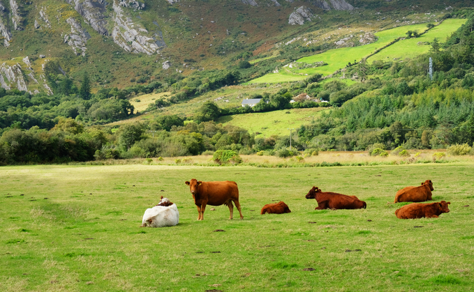 Ulster ż' Union urges farmers to opt into Beef Carbon Reduction Scheme before deadline 