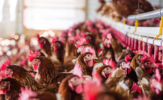 Farmer gets 100 hours community service following poultry welfare case
