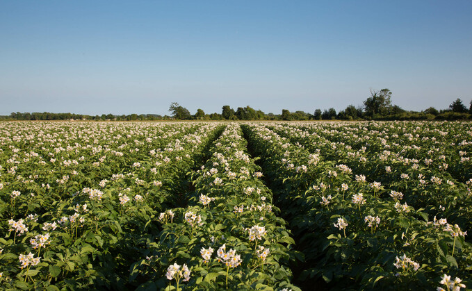 Regen special: How potato growers are embracing regenerative practices