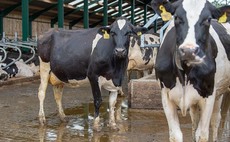 Dale Farm launches three-year fixed milk price