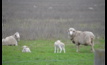  Understanding and diagnosing deaths in lambs can be tricky. Photo: Mark Saunders. 
