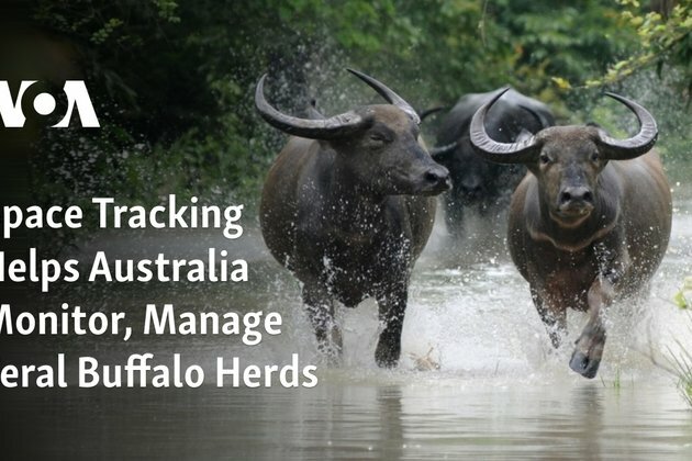 Space Tracking Helps Australia Monitor, Manage Feral Buffalo Herds