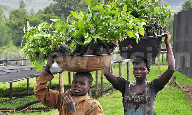 Government to distribute 156 million coffee seedlings Government to distribute 156 million coffee seedlings