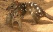  A Northern quoll mother and baby
