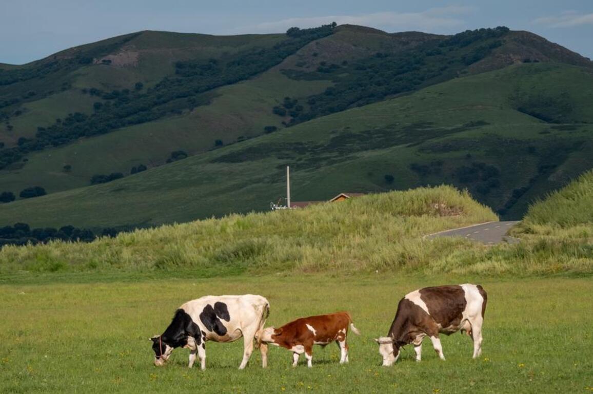 China livestock powerhouse improves pasture management in eco-friendly productivity quest