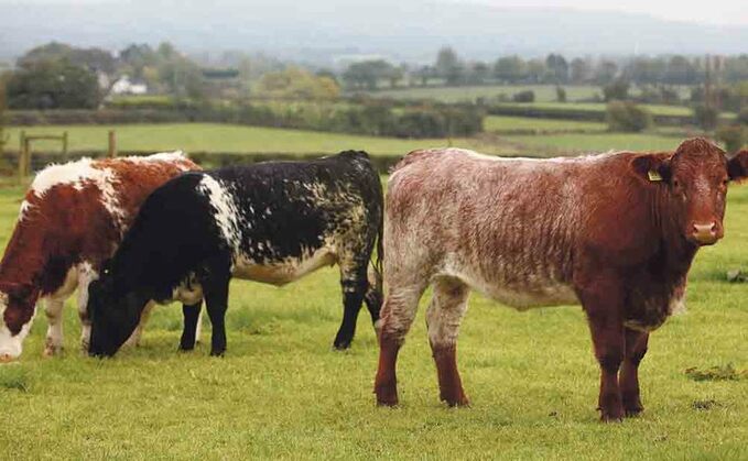 Details of Irish Beef Payment announced