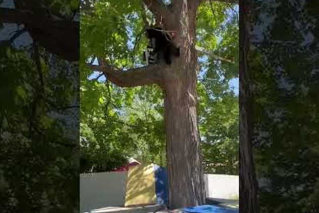 Video- Mount Pleasant police, natural resource officers remove bear from tree