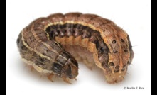  Corteva's Success Neo is now available to use against fall armyworm. Picture courtesy Corteva.