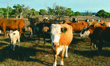  Researchers In WA are looking at feed alternatives to reduce methane emissions.