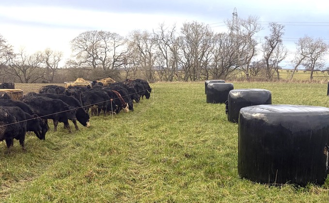 Understanding costs is key to success of suckler herds