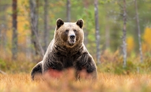  bear Credit: Erik Mandre, Shutterstock