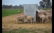  New CSU research has highlighted important details when confinement feeding pregnant ewes. Photo Mark Saunders.