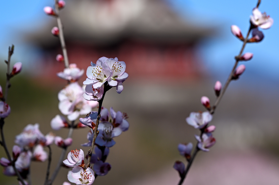 CHINA-BEIJING-GARDEN EXPO PARK-PEACH BLOSSOM (CN)