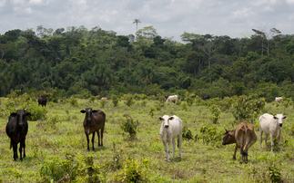 Study warns Brazilian food imports increasingly vulnerable to climate change
