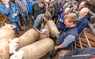 OPINION: Are we breeding out stockmanship from the next generation?