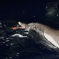 CHINA-SOUTH CHINA SEA-DOLPHINS (CN)