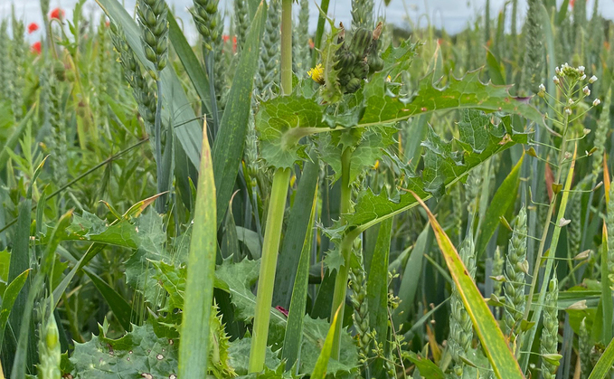 Moa Technology has won a World Economic Forum award for research tackling herbicide-resistant weeds 