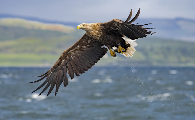 Ricky Rennie, a sheep farmer from Lochgilphead in Argyll and Bute, said: "This is domestic livestock that are being killed by bird numbers which are out of control. In reality, it is putting us out of business."