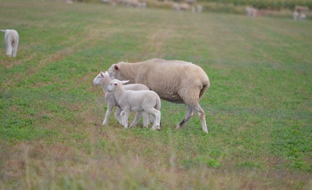 Sheep and lamb prices have dipped from recent records, as the market awaits new season stock.