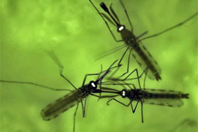 Sterilizing Mosquitos Could Save Thousands of Lives
