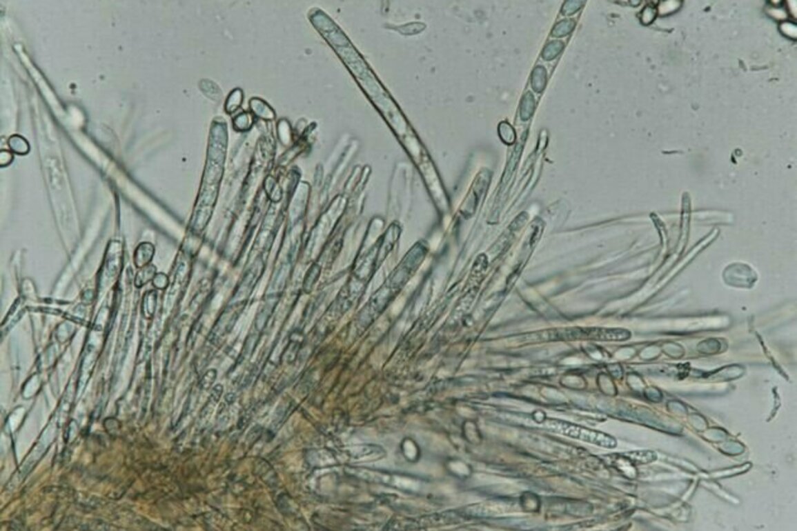 White mold fungi split their genome across several nuclei, with implications for future gene editing