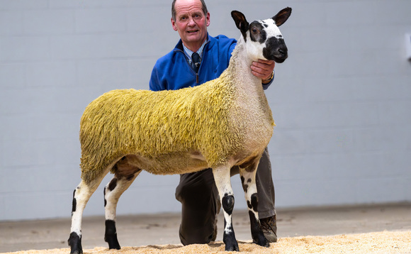  Sales round up: Two Bluefaced Leicester records set, Texels sell to 26,000gns and cast ewes to £500/head