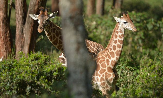 Conflict in Africa blocking efforts to save giraffes Conflict in Africa blocking efforts to save giraffes