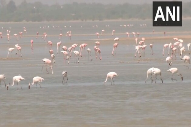 Flamingos flock to Rajasthan's Sambhar Salt Lake