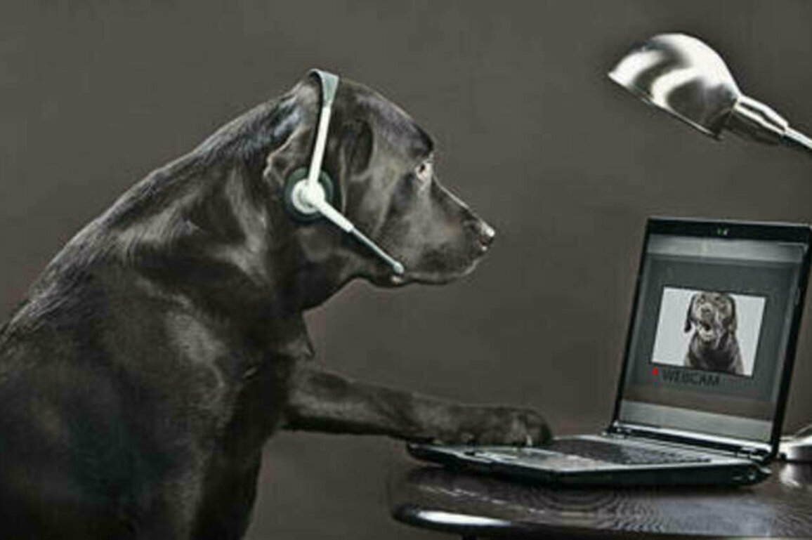 Scientists working on 'animal internet'