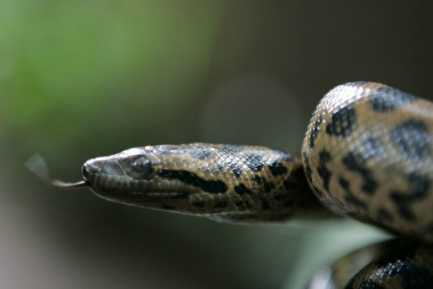 Anacondas Born to Virgin Mother at Boston Aquarium