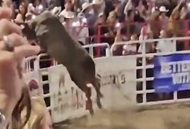 Rodeo bull hops fence at Oregon arena, injures 3 before capture